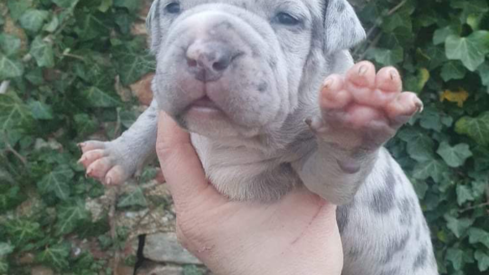 Chiot femelle bully xl Chiot femelle bully xl