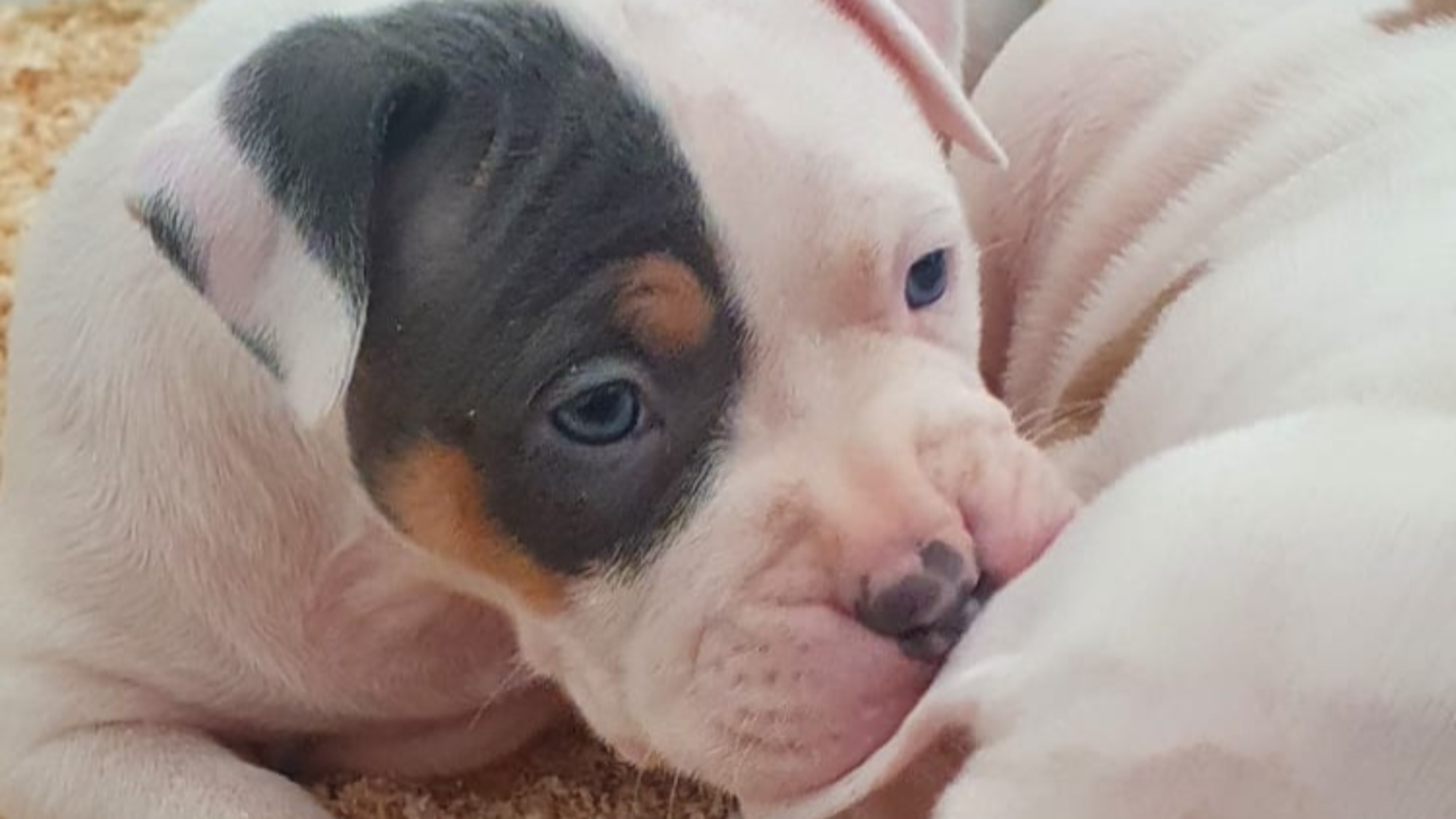 Chiot femelle bully xl Chiot femelle bully xl