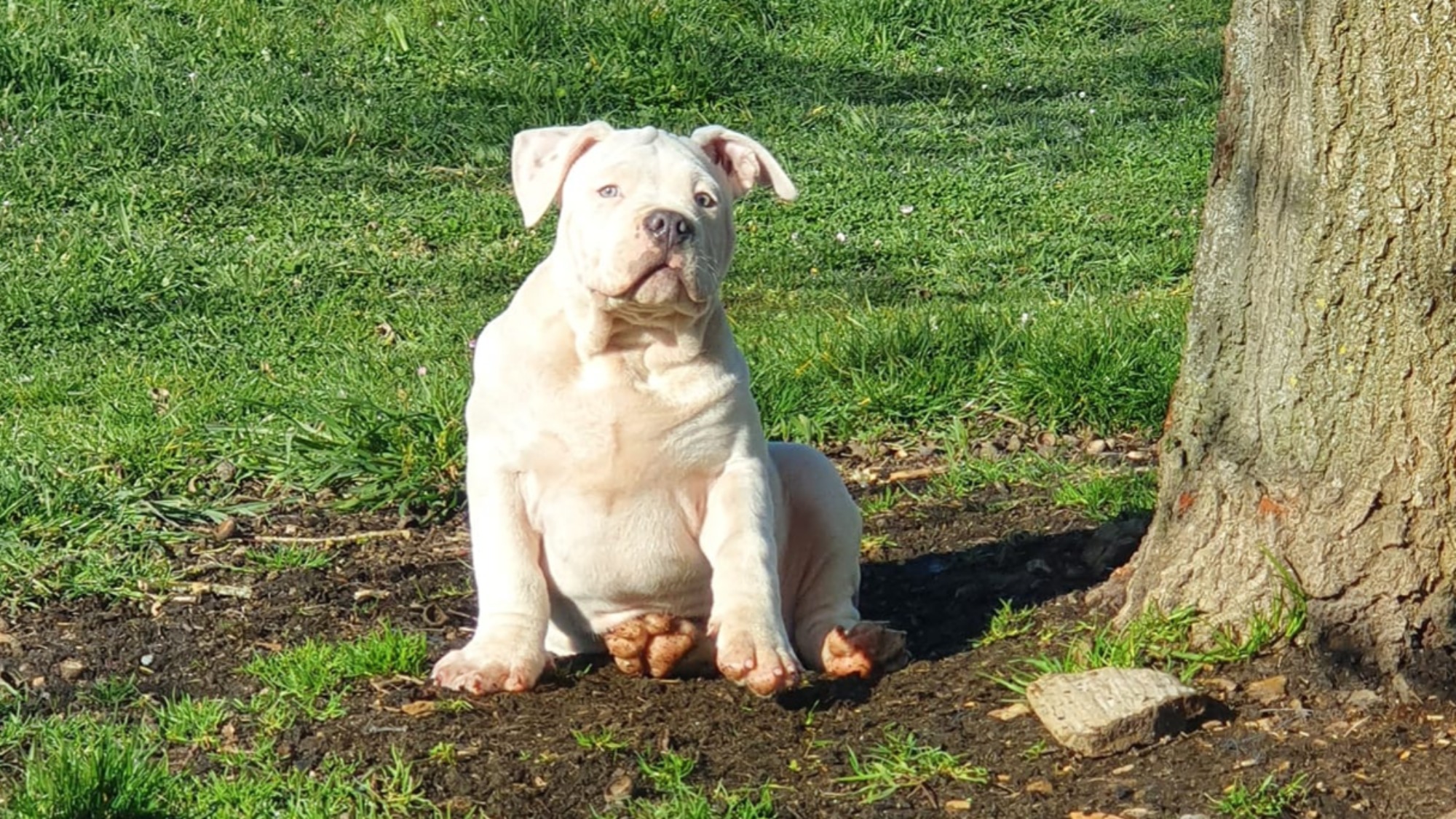 Chiot mâle bully xl Chiot mâle bully xl