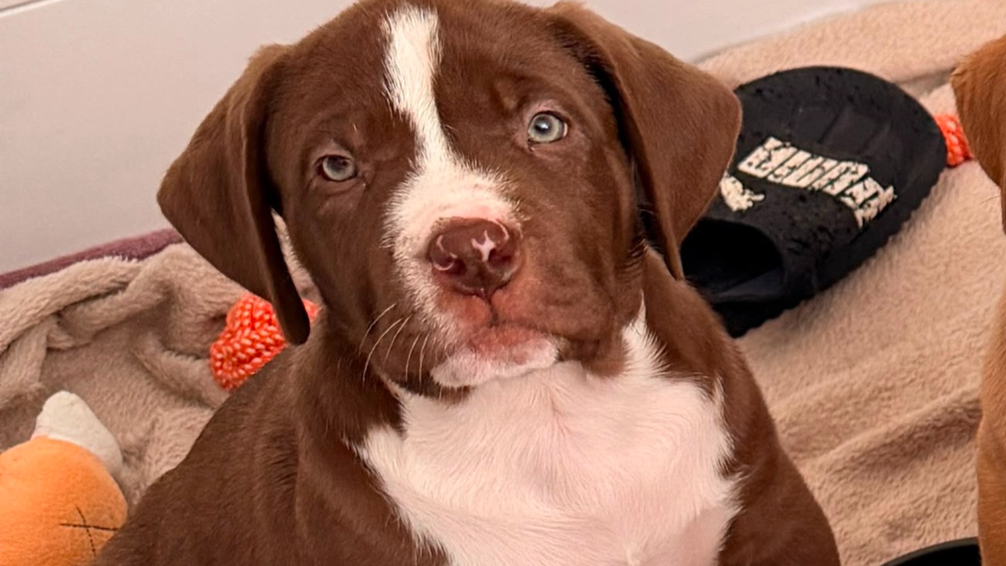 Chiot femelle bully xl chocolat à vendre