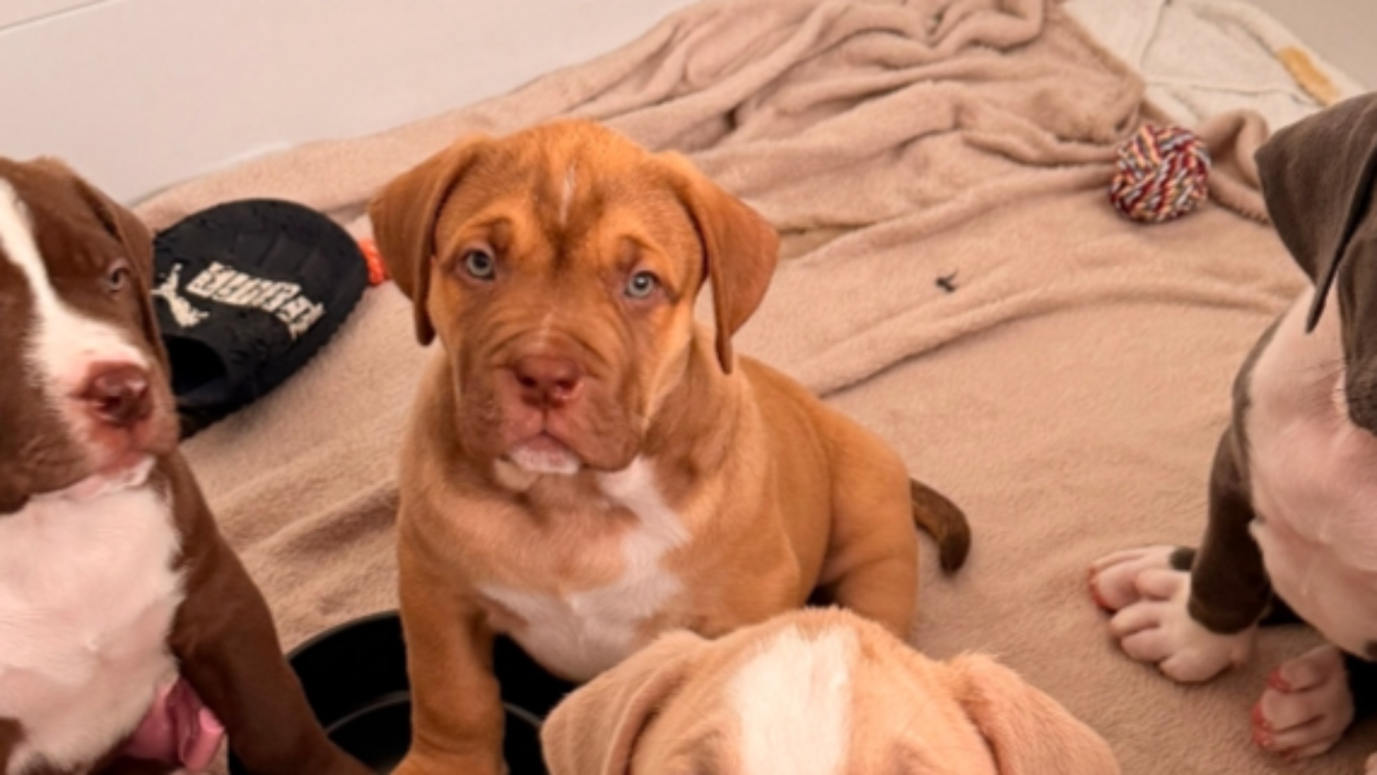 Chiot mâle bully xl red fawn à vendre