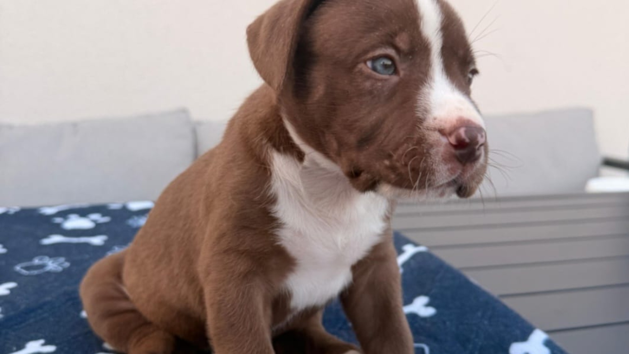 Chiot femelle bully xl chocolat aux yeux bleus à vendre