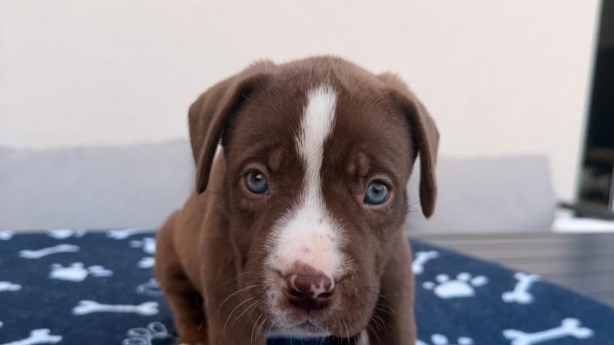Chiot femelle bully xl chocolat aux yeux bleus à vendre