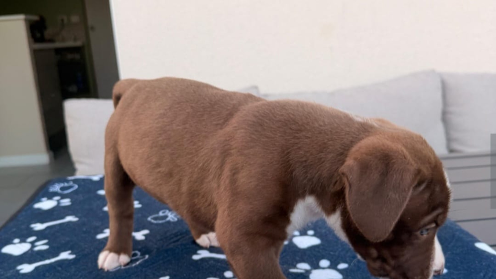 Chiot femelle bully xl chocolat aux yeux bleus à vendre