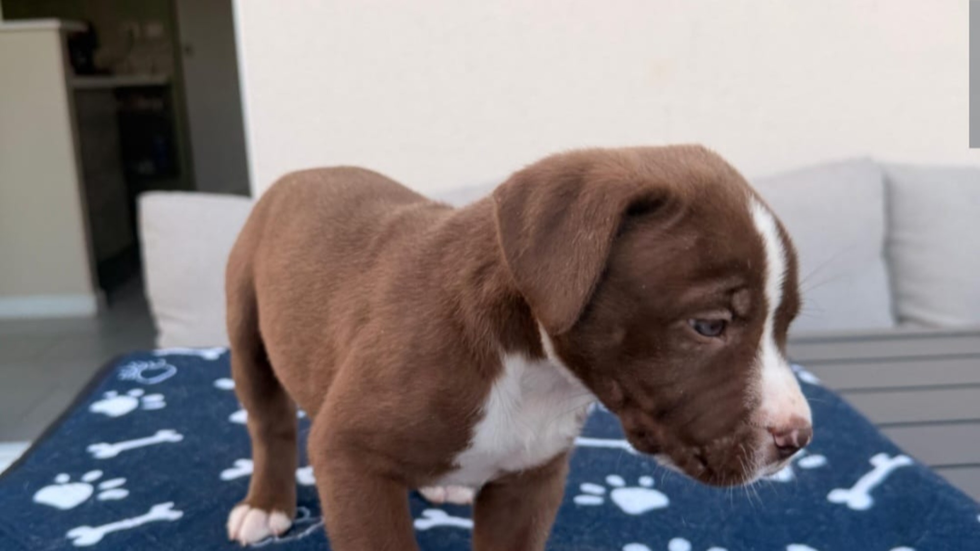 Chiot femelle bully xl chocolat aux yeux bleus à vendre