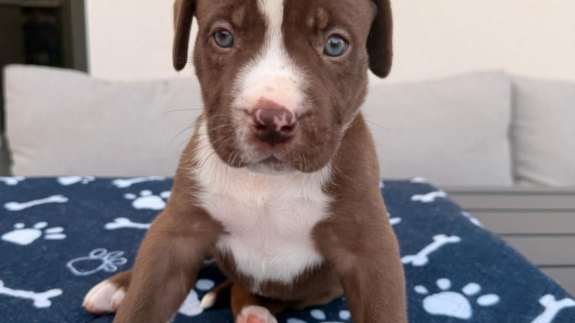 Chiot femelle bully xl chocolat aux yeux bleus à vendre