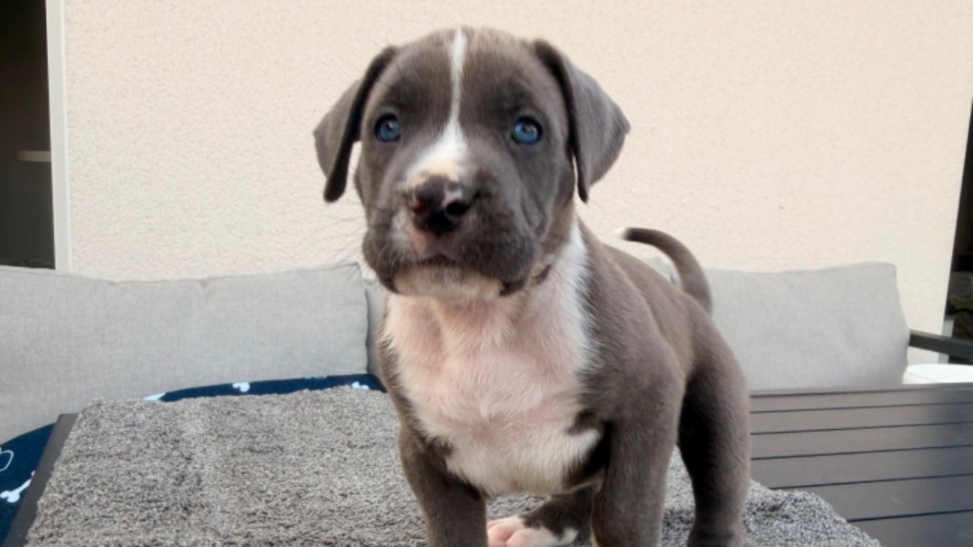 Chiot femelle bully xl bleu pan blanc à vendre