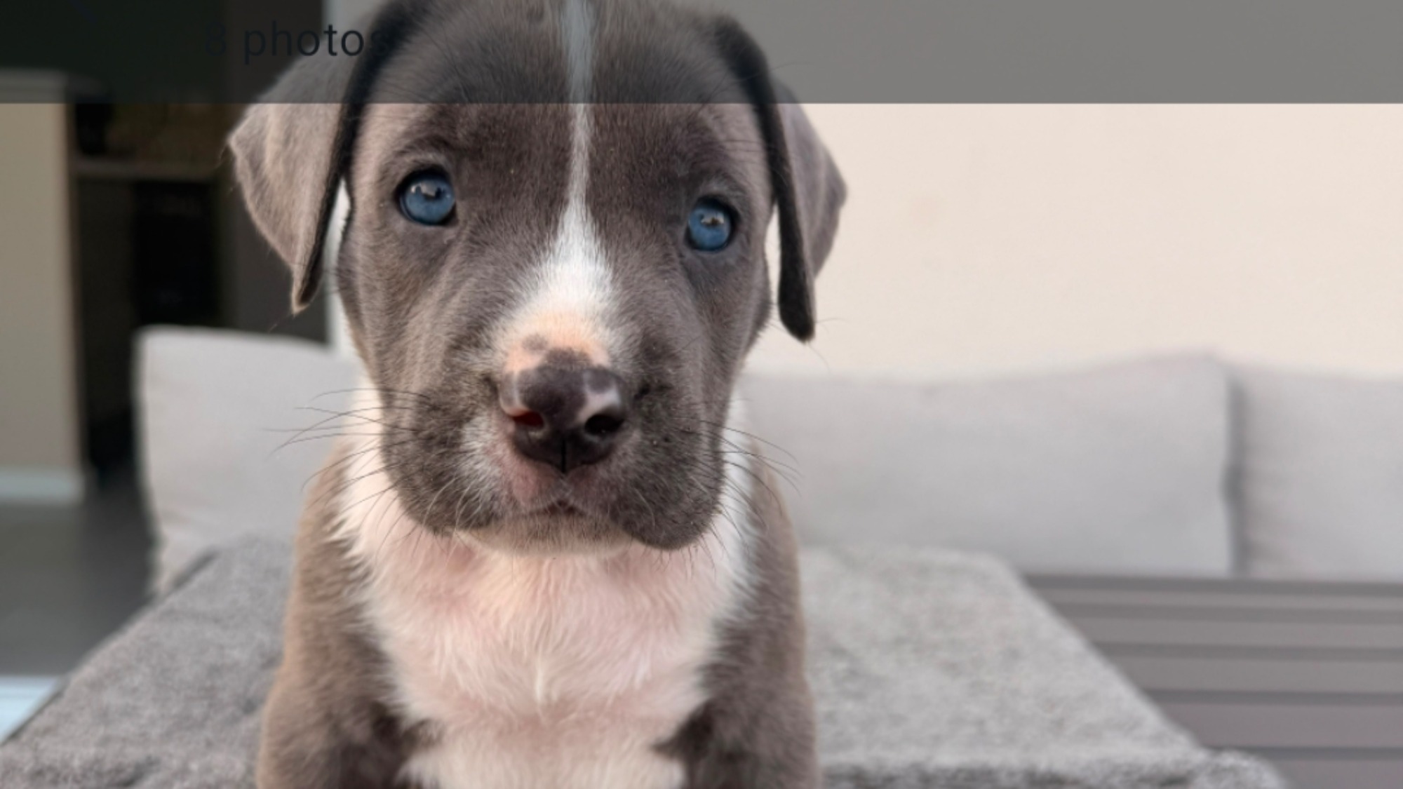 Chiot femelle bully xl bleu pan blanc à vendre