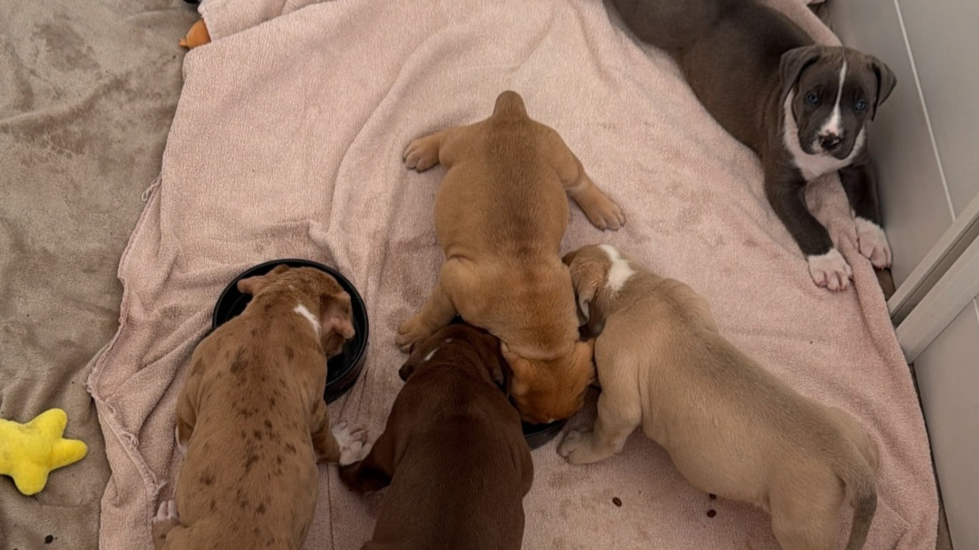 Chiot femelle bully xl bleu pan blanc à vendre