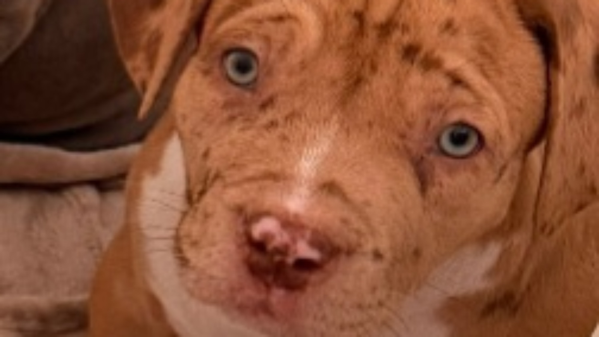 Chiot femelle bully xl red fawn merle à vendre