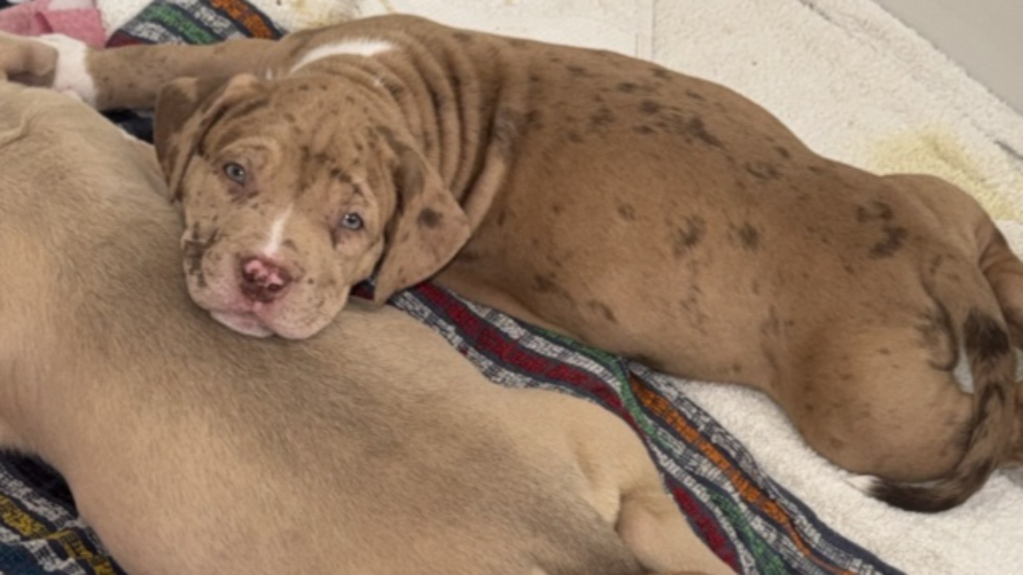 Chiot femelle bully xl red fawn merle à vendre