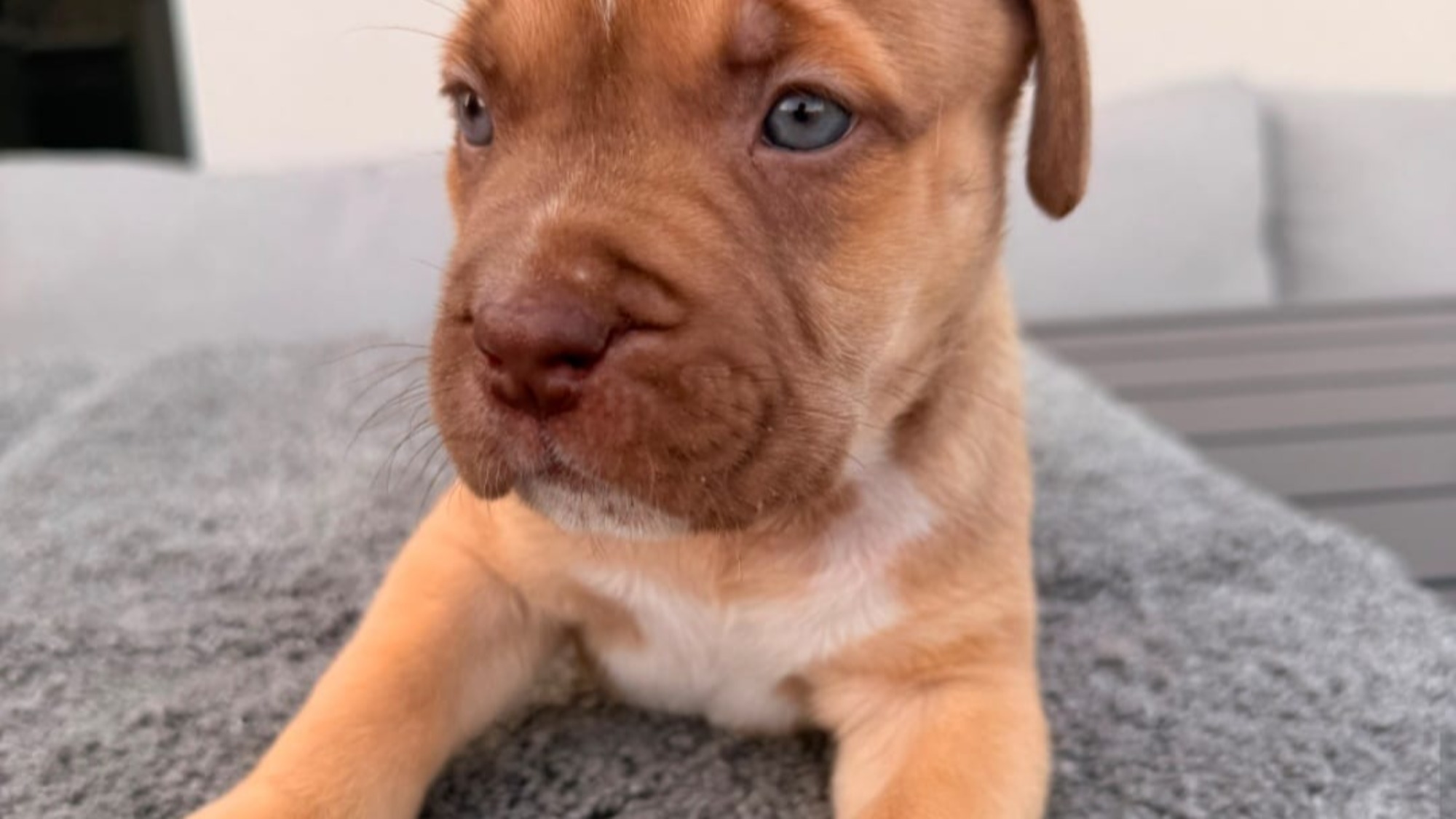Chiot mâle bully xl red fawn aux yeux bleus à vendre