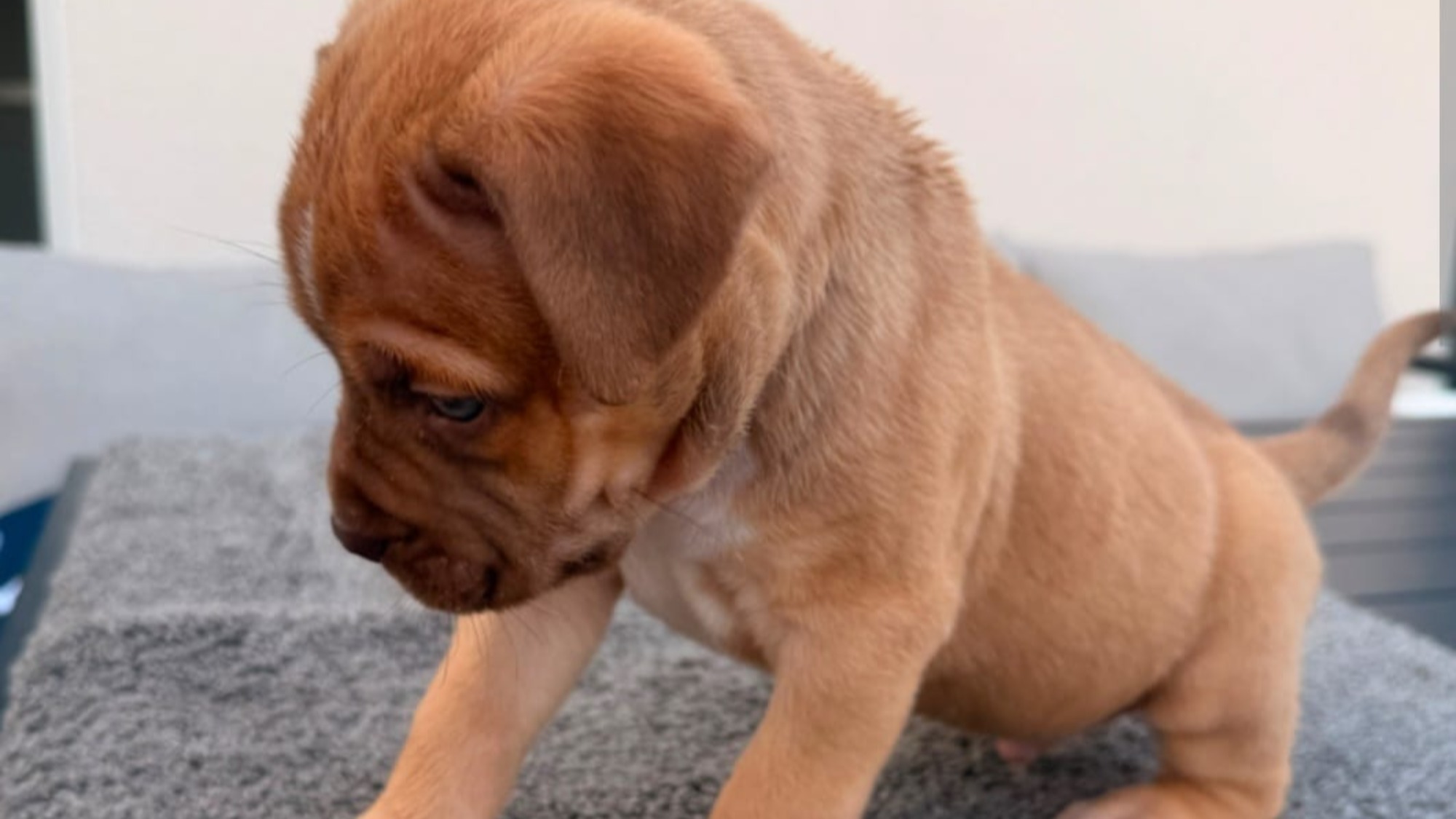 Chiot mâle bully xl red fawn aux yeux bleus à vendre