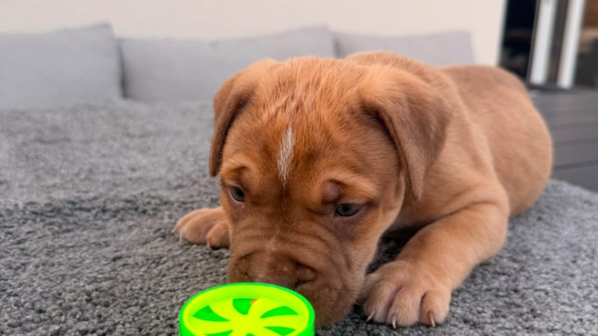 Chiot mâle bully xl red fawn aux yeux bleus à vendre
