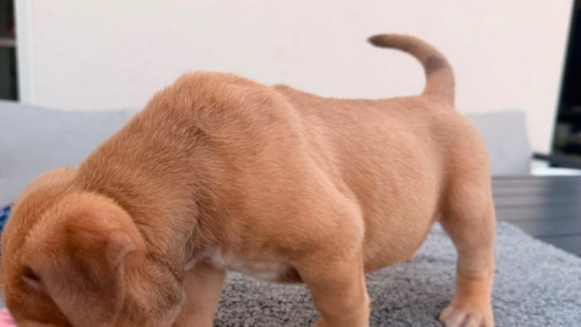 Chiot mâle bully xl red fawn aux yeux bleus à vendre