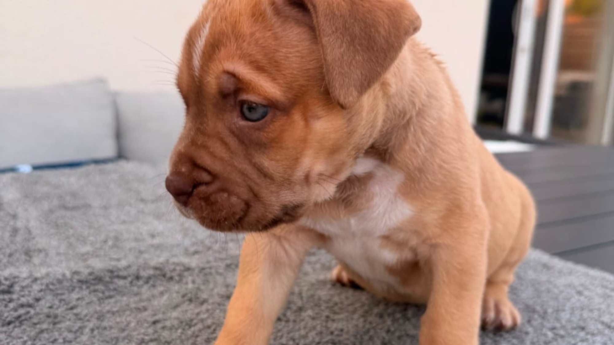 Chiot mâle bully xl red fawn aux yeux bleus à vendre