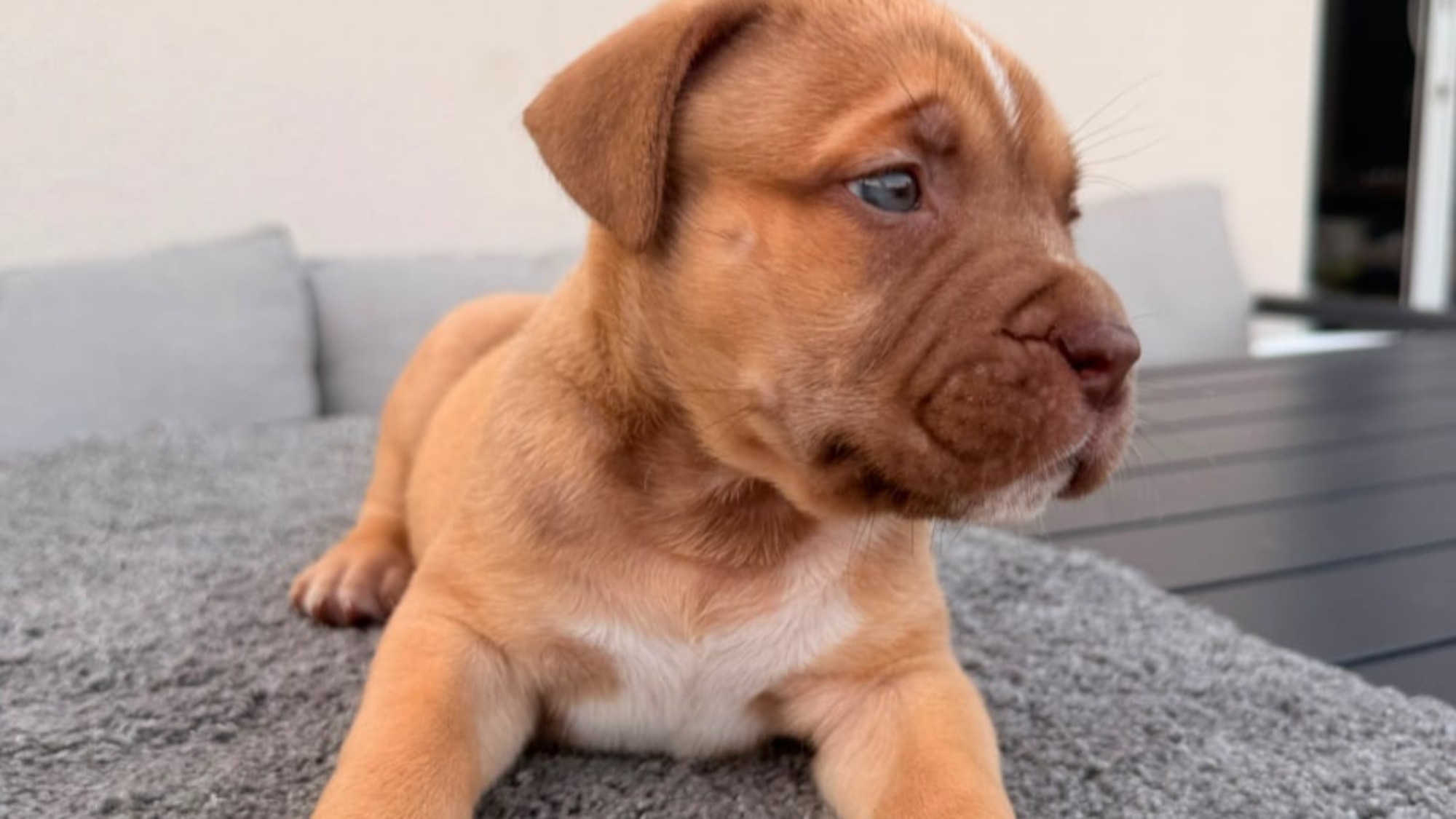 Chiot mâle bully xl red fawn aux yeux bleus à vendre