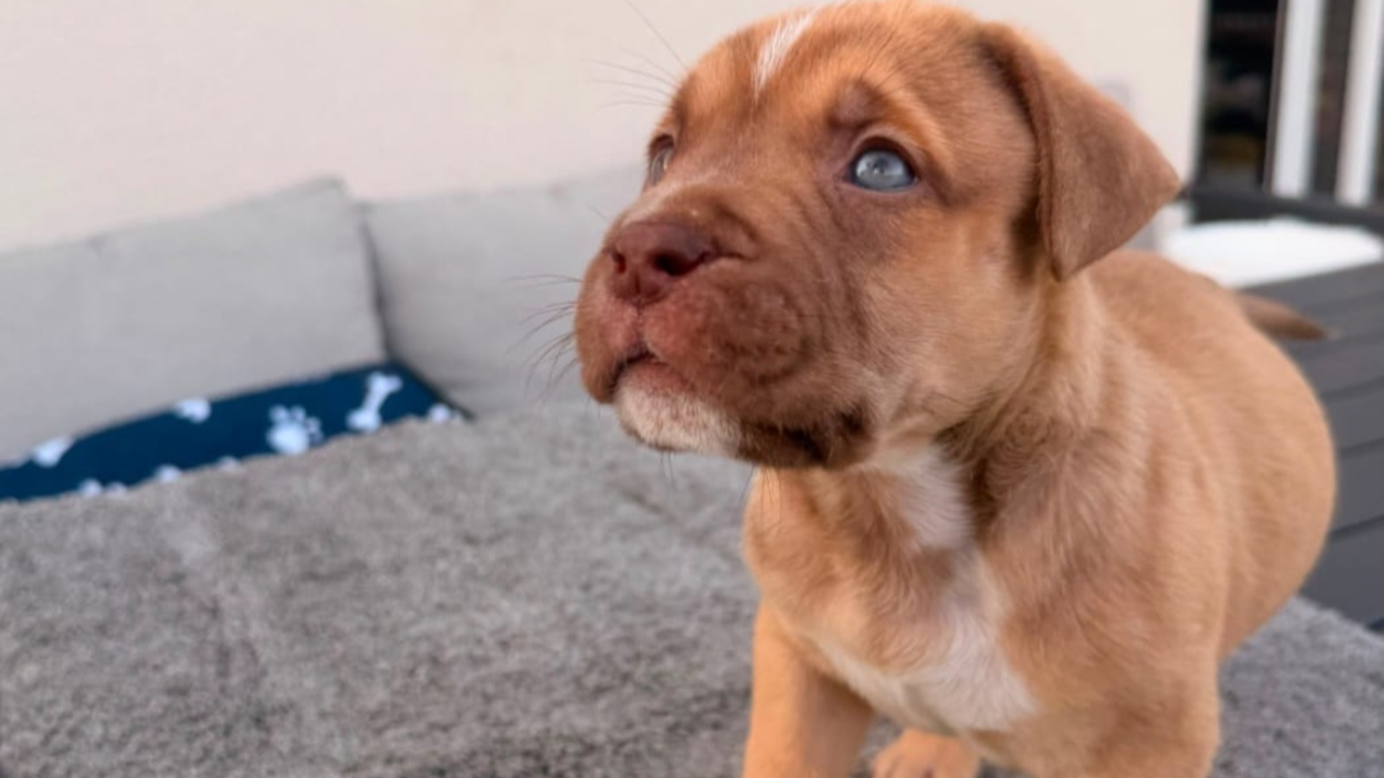 Chiot mâle bully xl red fawn aux yeux bleus à vendre