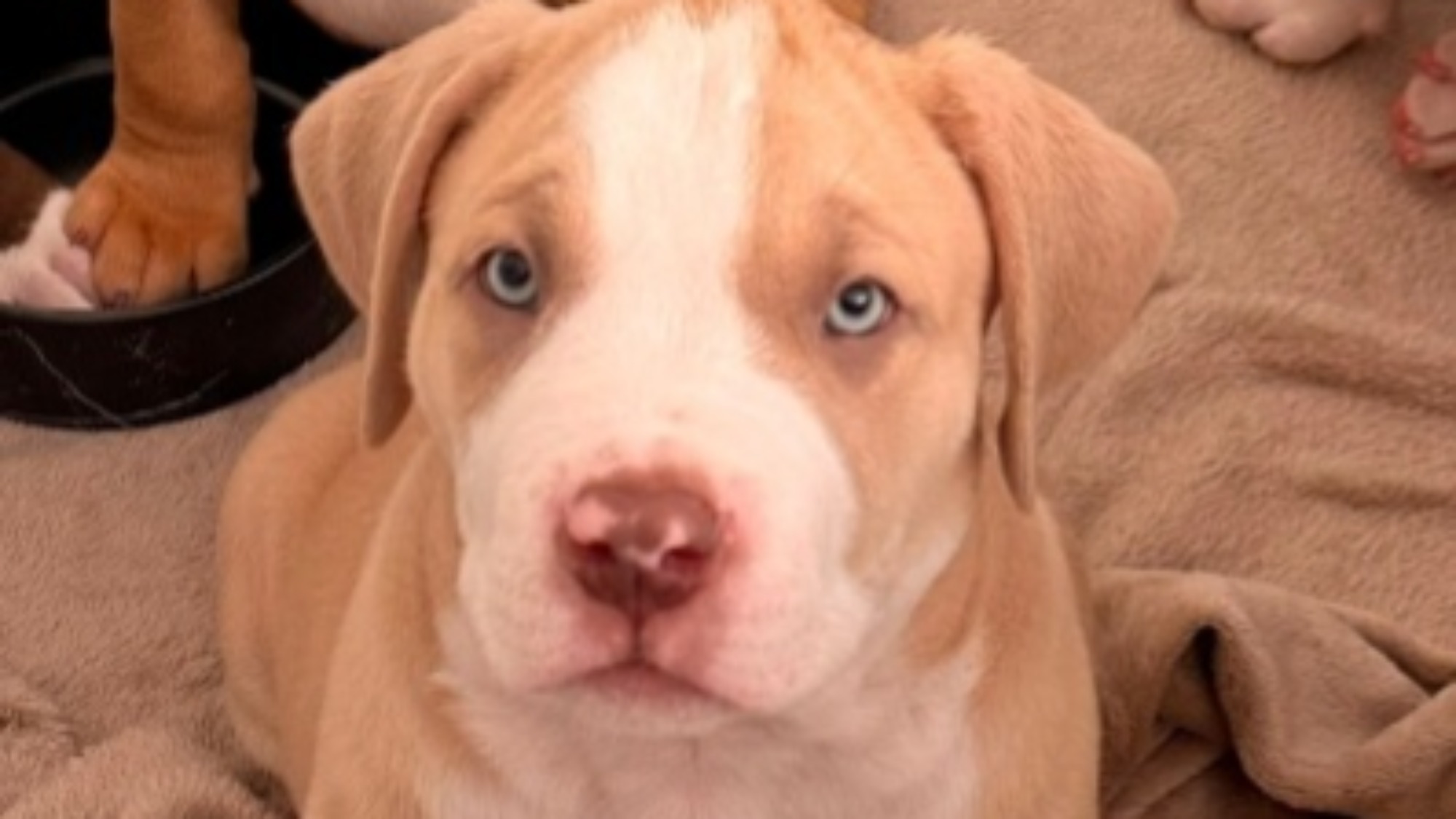 Chiot mâle bully xl champagne à vendre
