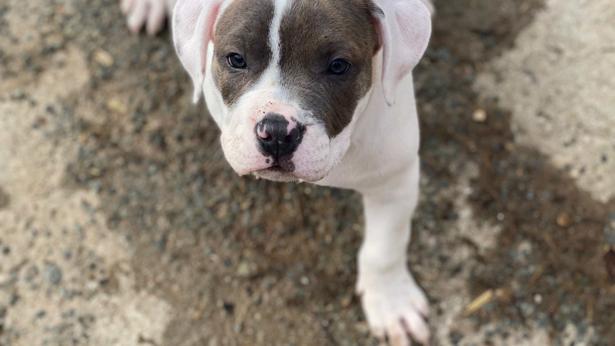 Chiot femelle bully xl Chiot femelle bully xl