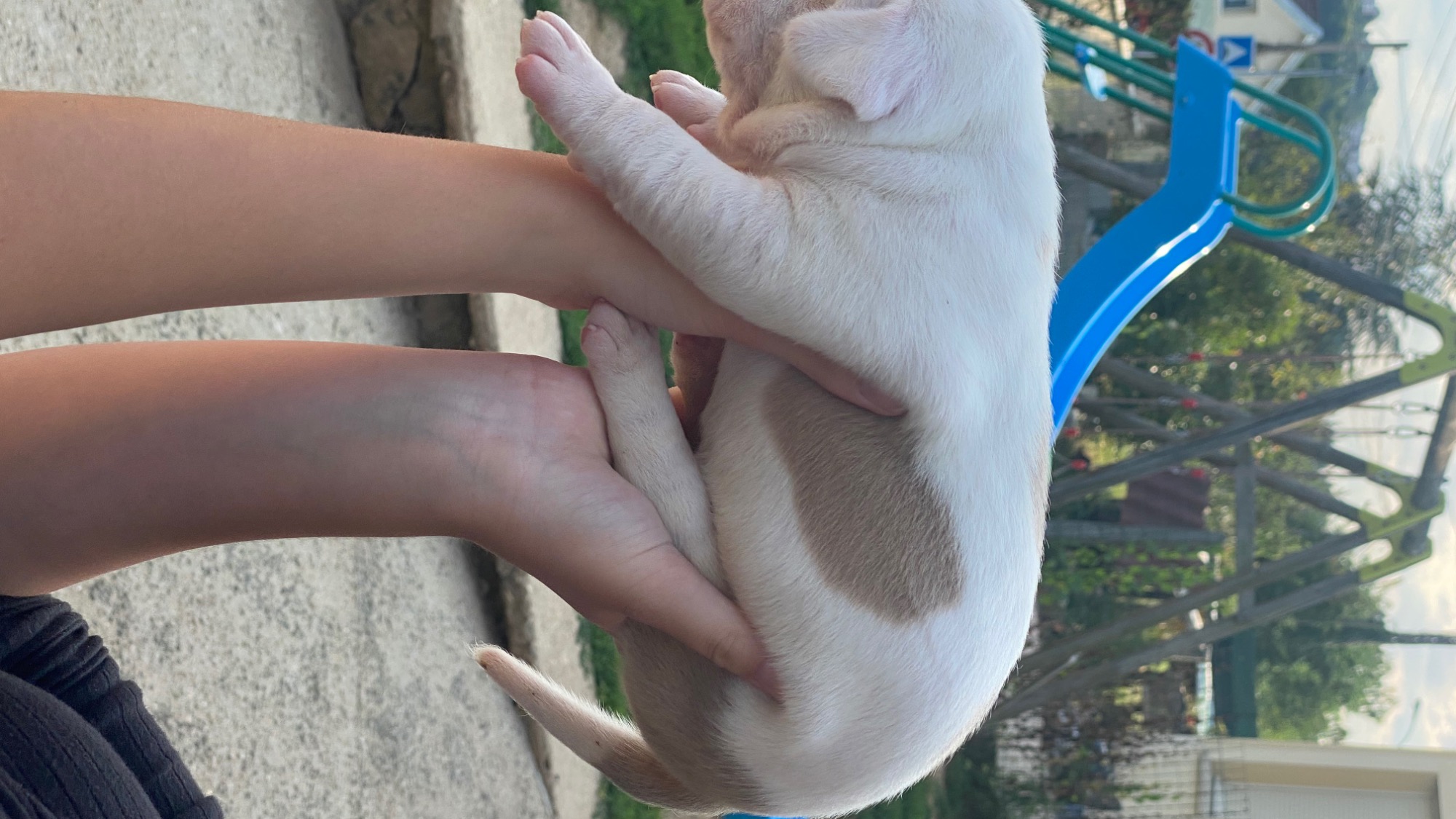 Chiot mâle bully xl