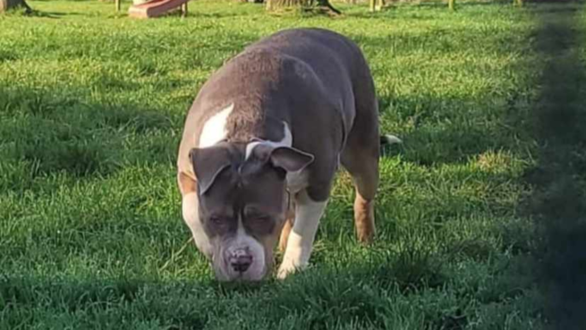 Chiot femelle bully xl trico lilac Chiot femelle bully xl trico trico lilac