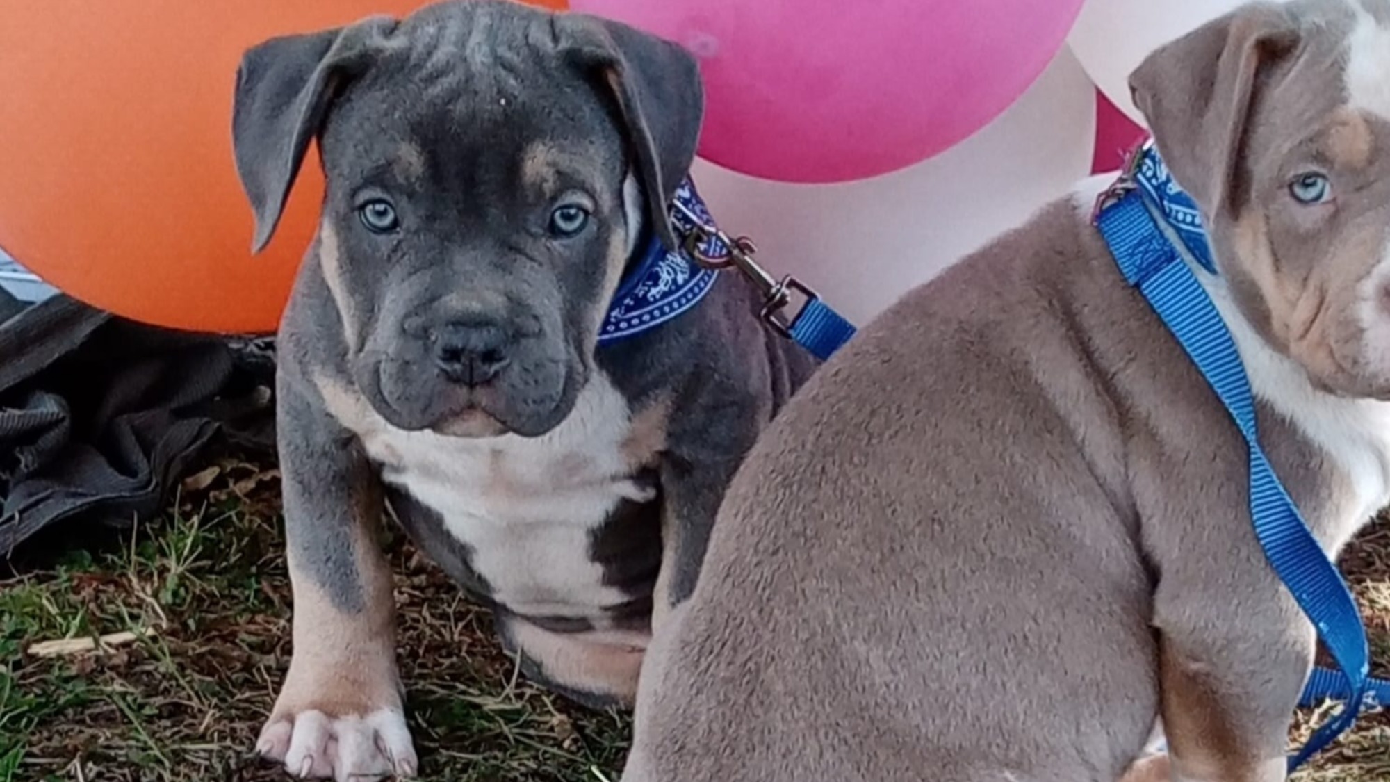 Chiot mâle bully xl trico bleu Chiot mâle bully xl trico trico bleu