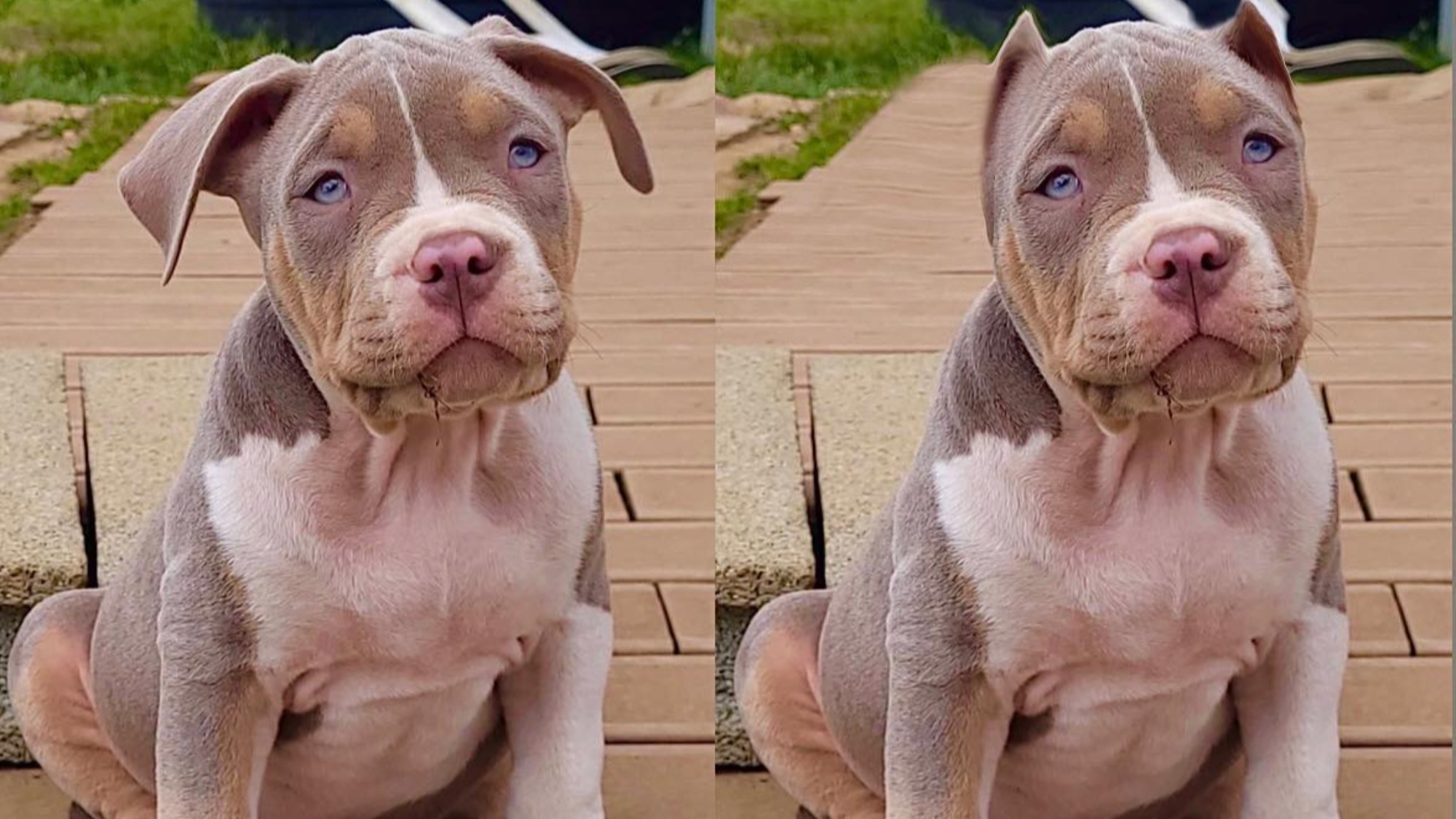 Chiot mâle bully xl trico lilac Chiot mâle bully xl trico trico lilac