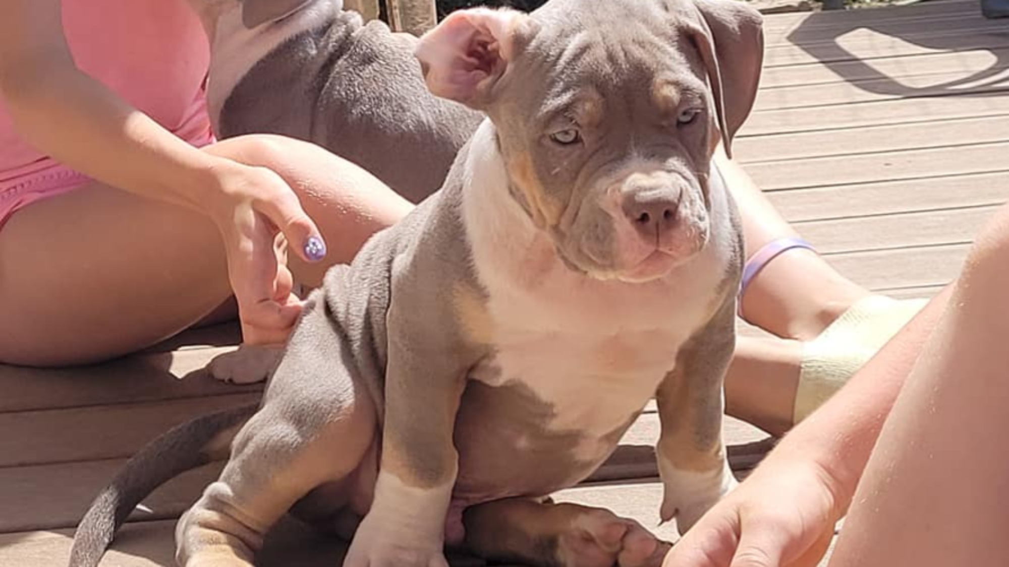 Chiot mâle bully xl trico lilac Chiot mâle bully xl trico trico lilac