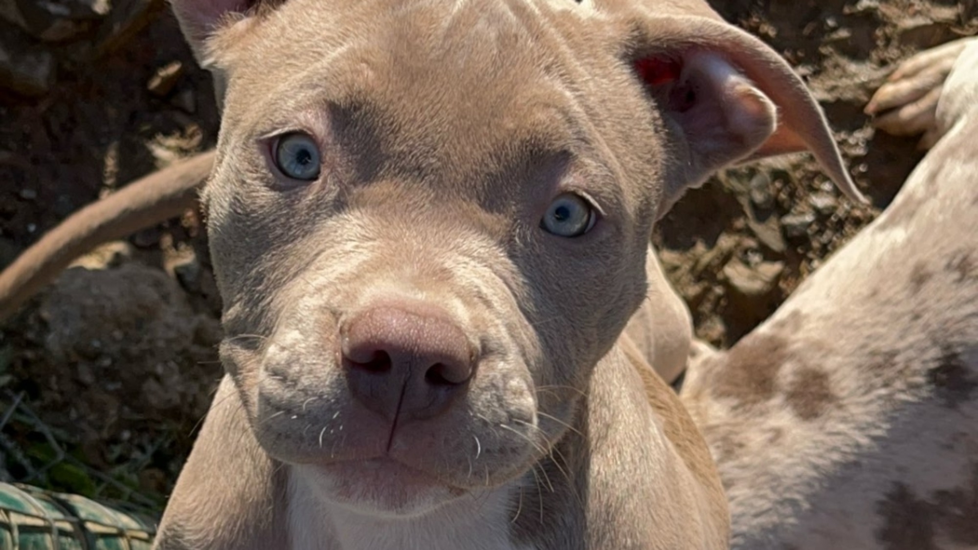 Cute femelle bully xl lilac Chiot femelle bully xl lilac