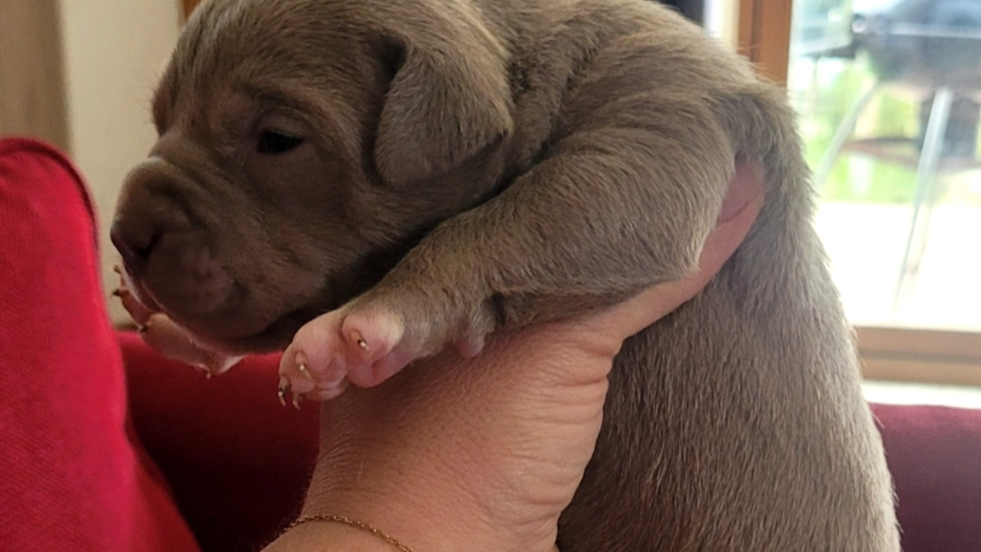Chiot femelle bully xl lilac aux yeux bleus