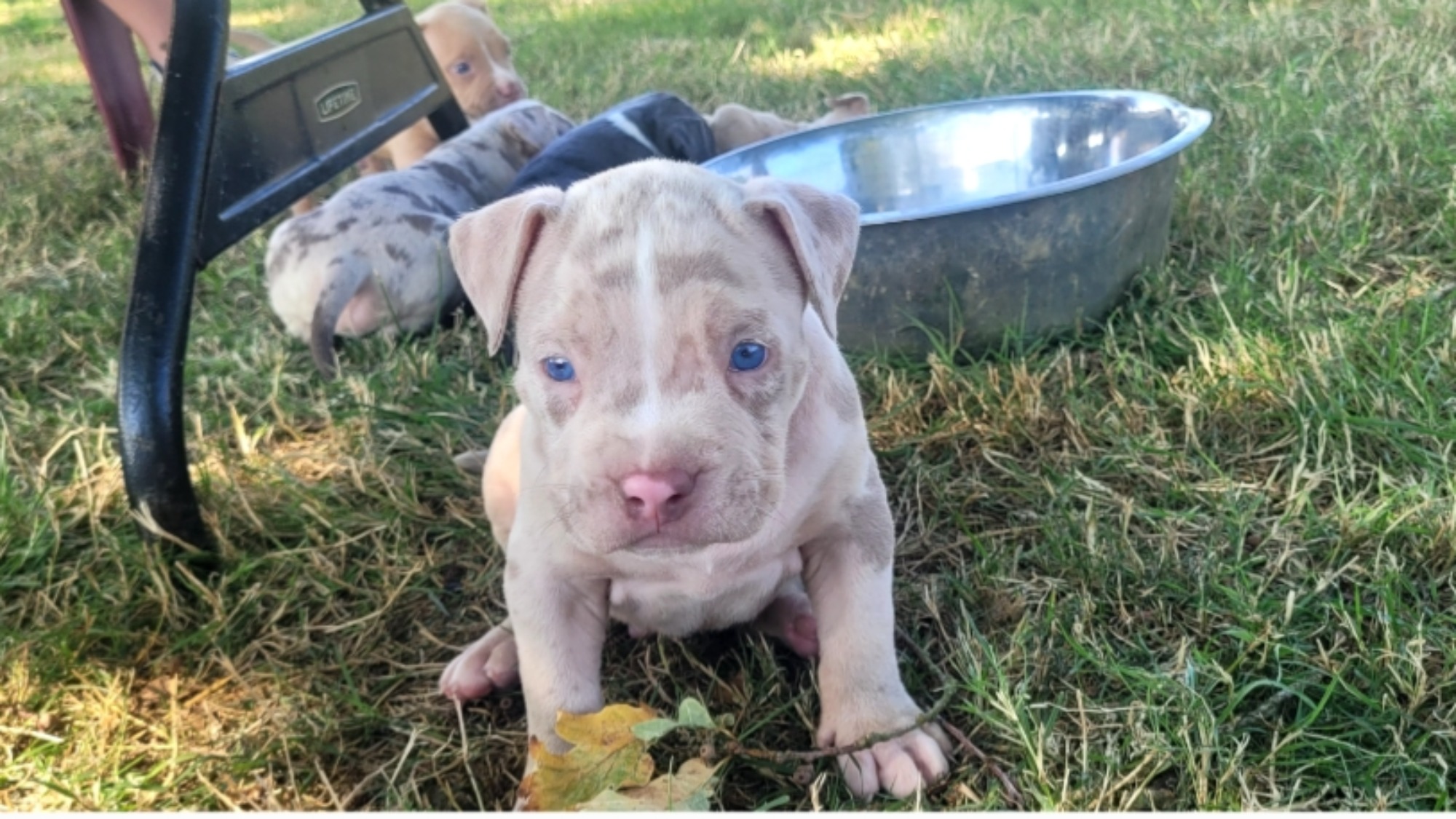 Chiot mâle bully xl merle lilac merle tri ghost à vendre