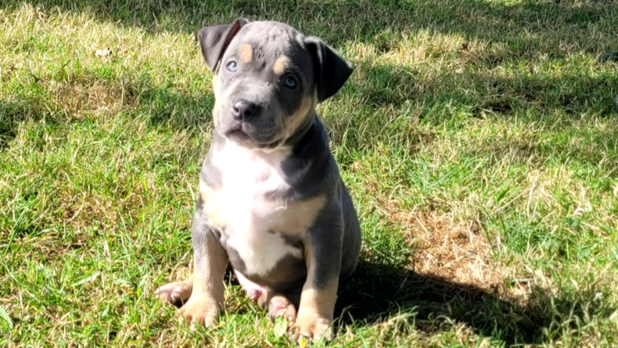 Chiot mâle bully xl trico bleu Chiot mâle bully xl trico trico bleu