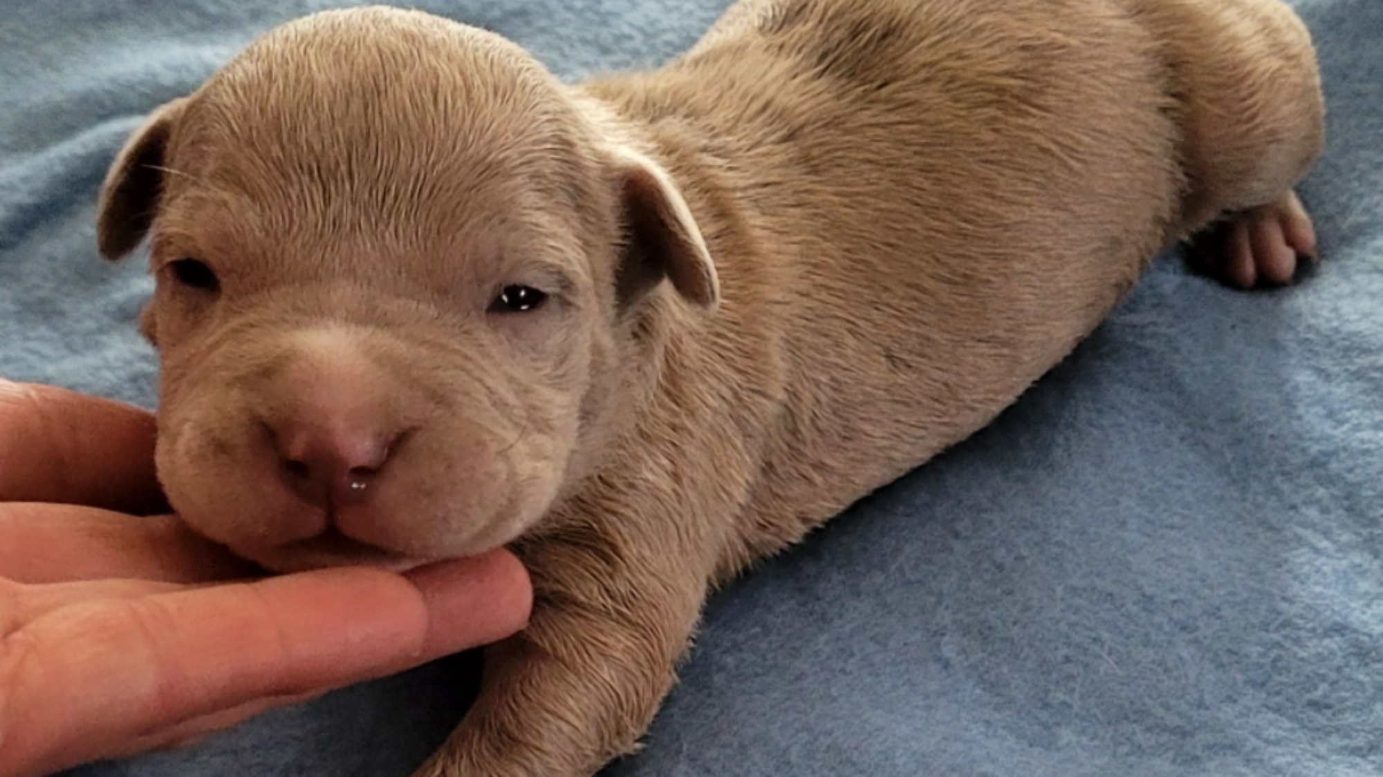 Chiot mâle bully xl merle fawn merle aux yeux bleus
