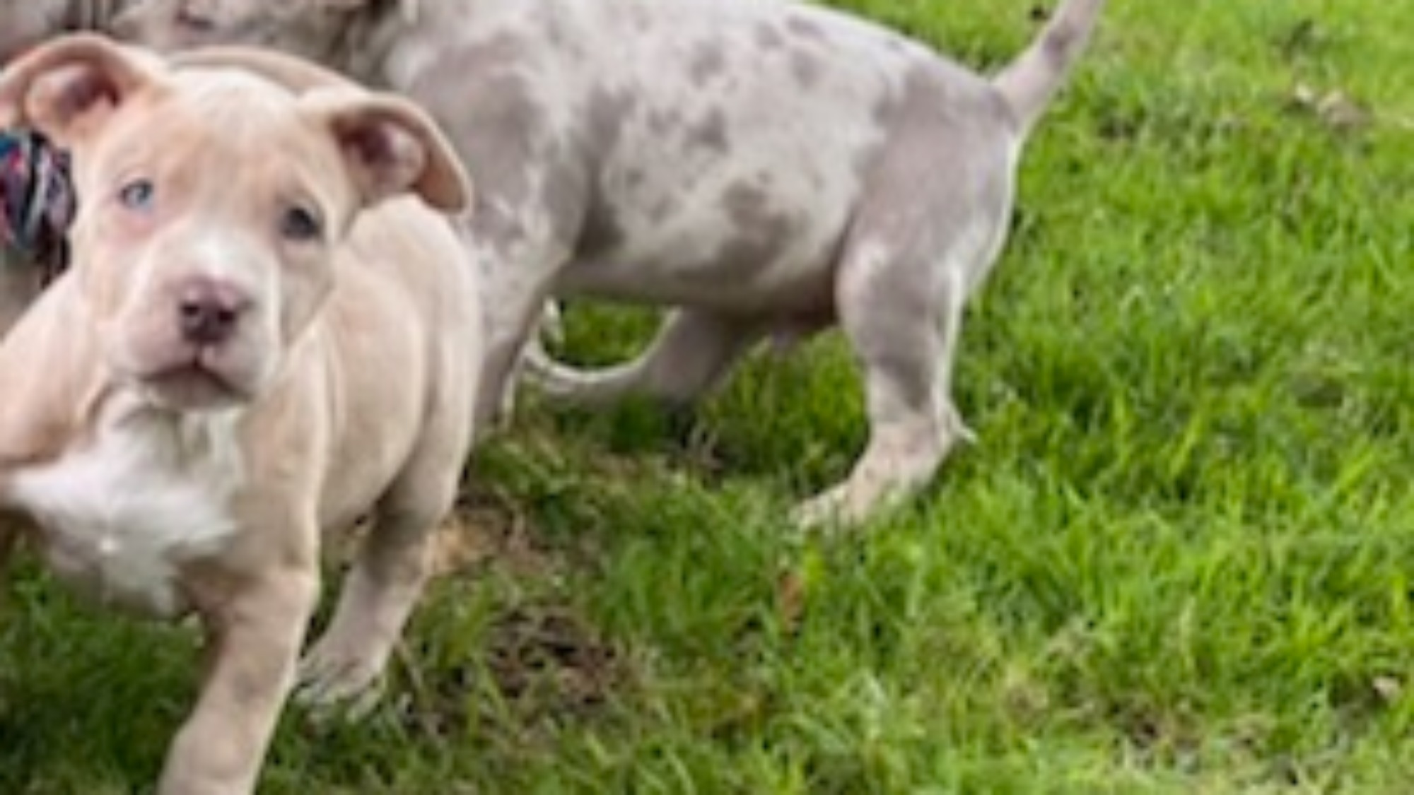Chiot mâle bully xl fawn merle Chiot mâle bully xl merle fawn merle