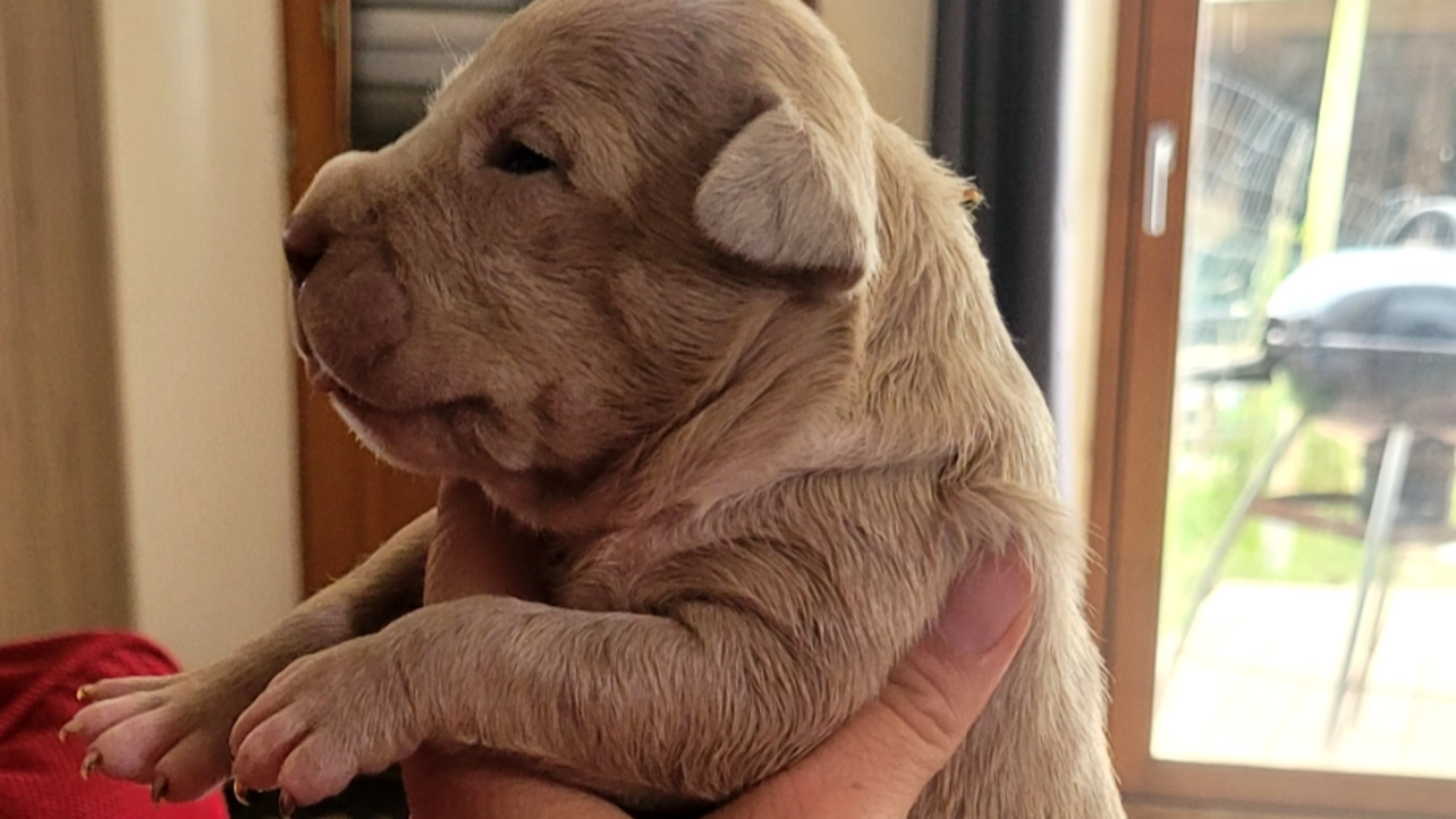 Chiot mâle bully xl merle fawn merle aux yeux bleus