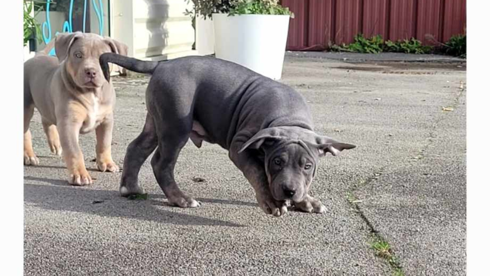 Chiot mâle bully xl trico trindle bleu aux yeux marrons