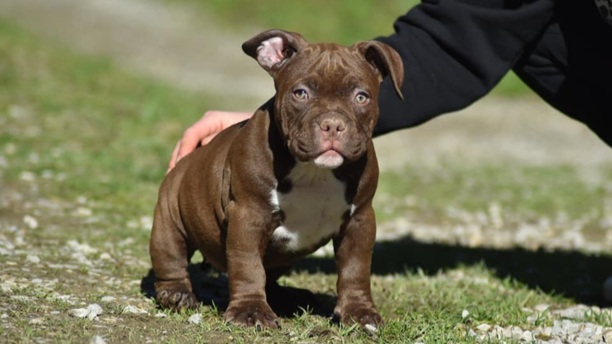 Chiot femelle bully micro chocolat Chiot femelle bully micro chocolat