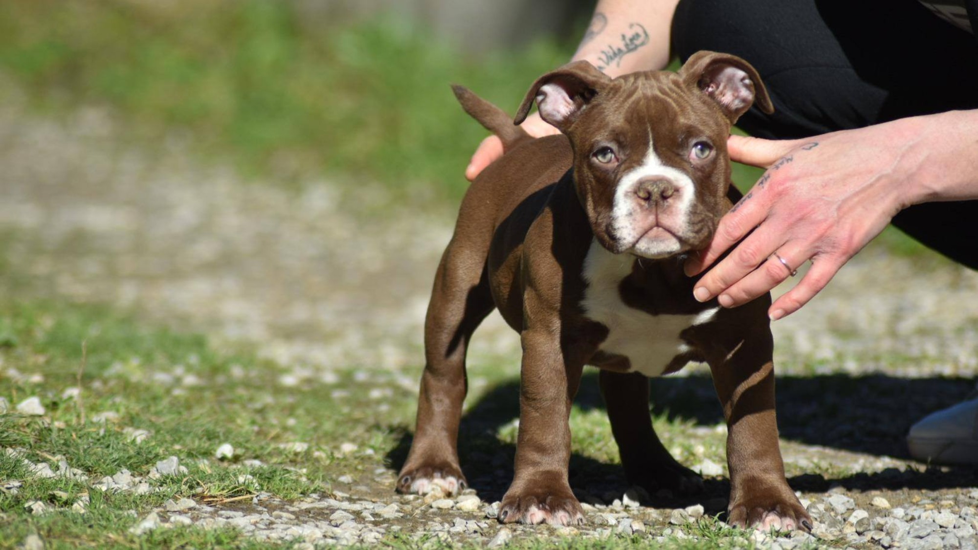 Chiot mâle bully micro chocolat Chiot mâle bully micro chocolat