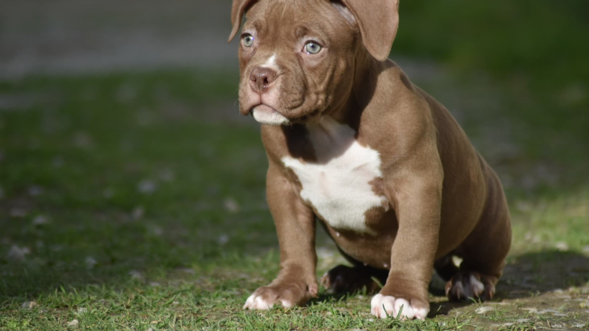 Chiot mâle bully micro chocolat Chiot mâle bully micro chocolat