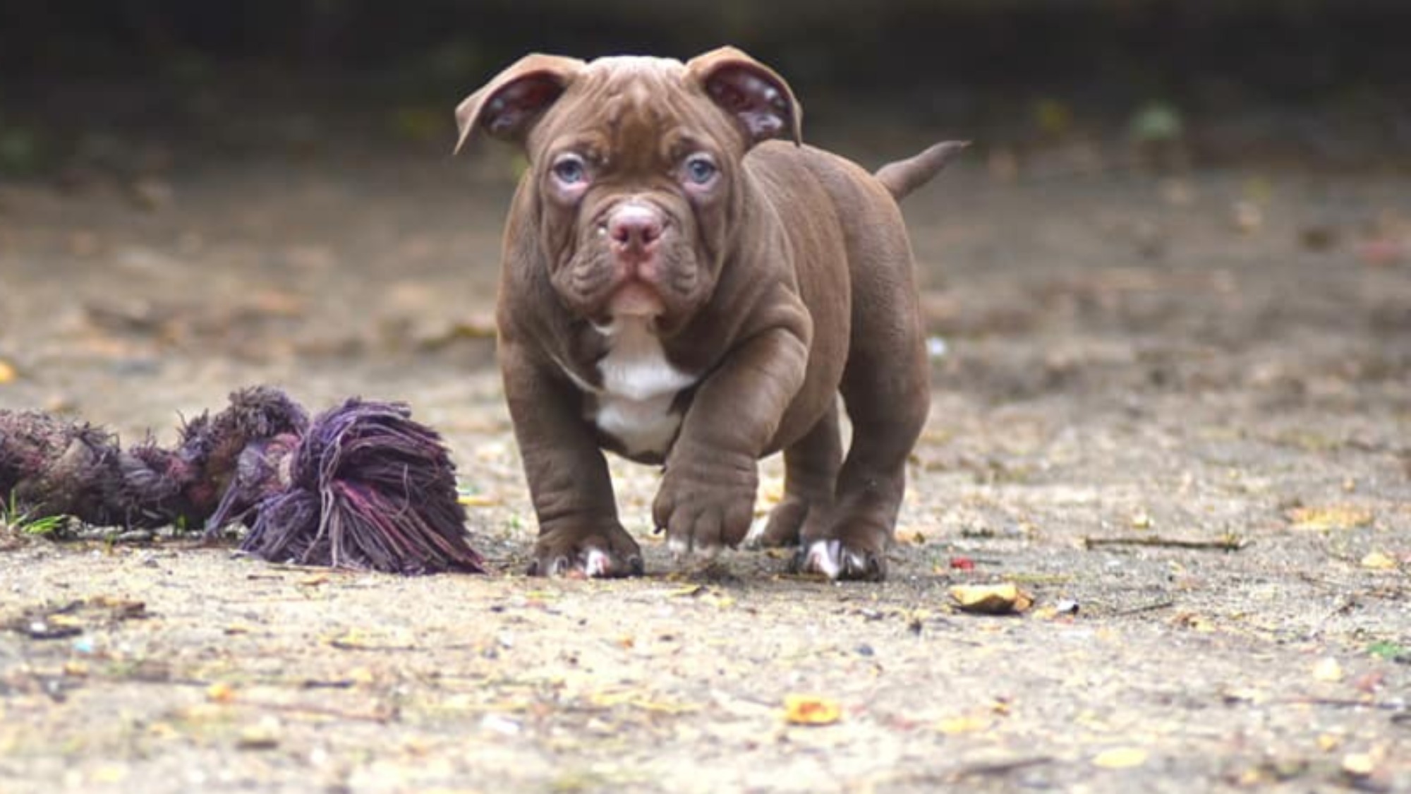 Chiot mâle bully micro chocolat Chiot mâle bully micro chocolat