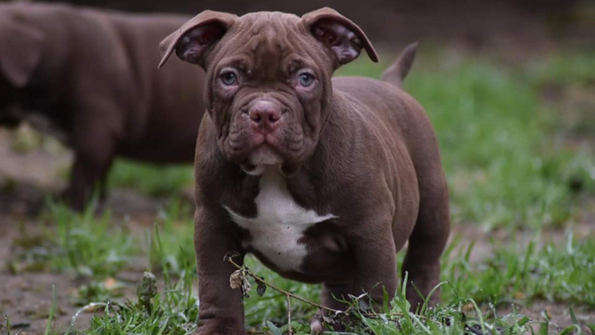 Chiot mâle bully micro chocolat aux yeux jaune-vert