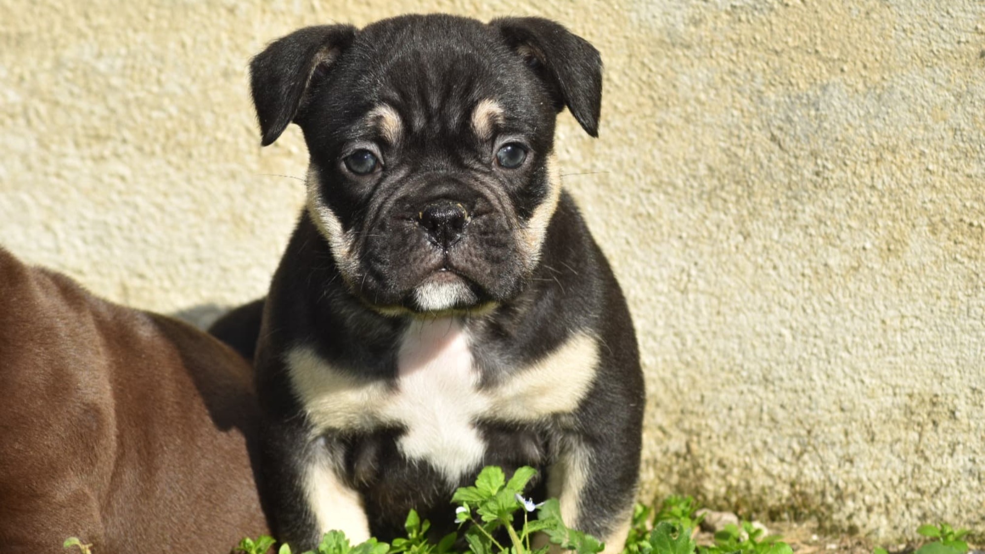 Chiot mâle bully micro trico Chiot mâle bully micro trico