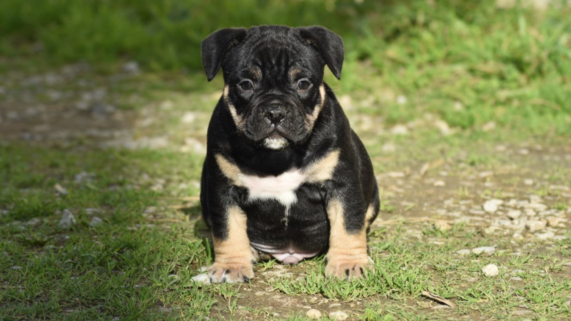 Chiot mâle bully micro trico Chiot mâle bully micro trico